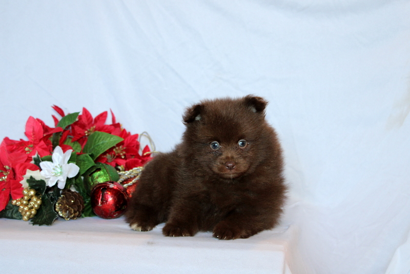 puppy, for, sale, Pomeranian, Matthew B. Stoltzfus, dog, breeder, Gap, PA, dog-breeder, puppy-for-sale, forsale, nearby, find, puppyfind, locator, puppylocator, aca